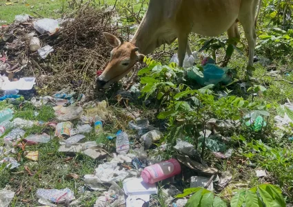 Cow eating grass in the middle of plastic waste.