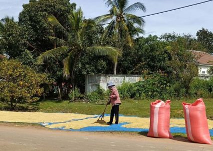 woman working on rice field